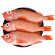 PLUS会员：勋康海 红石斑鱼 750-800g/条