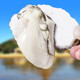 鲜鲜滋谷  生蚝牡蛎鲜活新鲜带壳海蛎子海鲜 山东蚝XL(净重4斤)22-35个