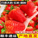丹东品种红颜九九草莓 3斤带箱  大果