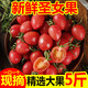 圣女果5斤大果8.8元小西红柿新鲜水果当季鲜蔬菜小番茄樱桃西红柿