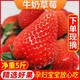 草莓 现摘草莓新鲜牛奶非丹东九九