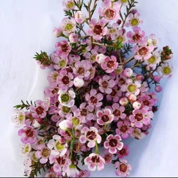 香昔庄园 澳洲腊梅鲜花  一束约50cm
