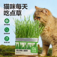 YANXUAN 网易严选 猫草无土盆栽化毛草种子非已种好懒人幼猫猫咪零食用品