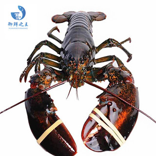 御鲜之王 鲜活波士顿龙虾1.4-1.5kg/只 1只 波龙 生鲜大龙虾 活虾海鲜水产