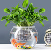 易萌 桌面鱼缸 小型 创意 家用客厅鱼缸  玻璃花盆绿萝花盆15cm