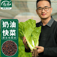 寿禾 快菜种子奶油青菜蔬菜种籽四季速生小白菜种孑菜籽 奶油快菜种子20g