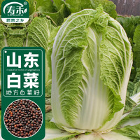 寿禾 山东胶州大白菜种子正宗秋季农家蔬菜种籽 山东胶州大白菜种子10g