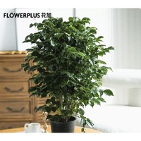 FlowerPlus 花加 幸福树绿植 原盆款