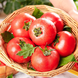 鲜小播 普罗旺斯 沙瓤西红柿  5斤装