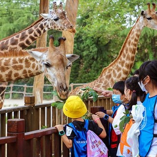 元旦、春节均可使用！上海野生动物园门票成人票