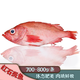 精品进口红鱼 750-800g/条