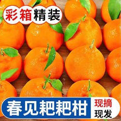 春见耙耙柑鲜之洲四川新鲜水果丑橘粑粑柑桔子5/8斤