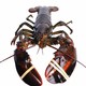 御鲜之王 鲜活波士顿龙虾1.2-1.3kg/只 1只 波龙 生鲜大龙虾 活虾海鲜水产