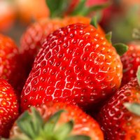 草莓 四川大凉山奶油草莓 4盒 单果18g 净重2.3斤以上 露天草莓礼盒装 新鲜水果