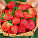 PLUS会员：露天高山红颜99牛奶草莓礼盒装 精选中果1斤