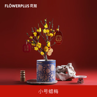 花加（flowerplus）「年宵绿植小号蜡梅+加仑盆+盆套」节日美观桌面装饰