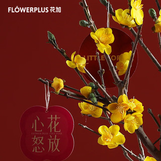 花加（flowerplus）「年宵绿植小号蜡梅+加仑盆+盆套」节日美观桌面装饰