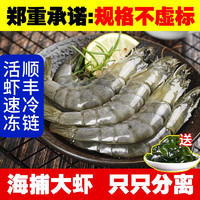 胖舅舅 盐冻大虾 1.65kg/40-50(15-17cm） 送裙带菜