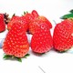 88vip:上海红颜草莓新鲜水果 300g*4盒