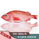  MPDQ 冰岛进口精品红鱼 600-700g/条*3条　