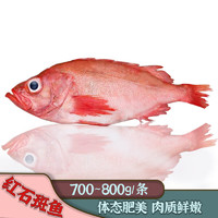 精品红石斑鱼 750-800g/条