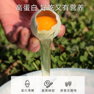 yan garden 燕域田园 AA级绿壳乌鸡蛋45g*30枚