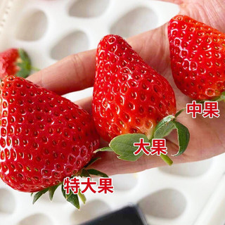 四川大凉山新鲜红颜露天种植草莓 现摘现发 4盒装中果（单果12克+）