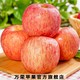 万荣苹果纸加膜红富士苹果净重4.5斤80mm