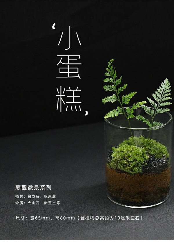 蕨醒 狼尾蕨创意苔藓微景观