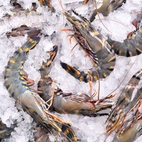 限地区、有券的上：京东生鲜 活冻黑虎虾（大号）400g