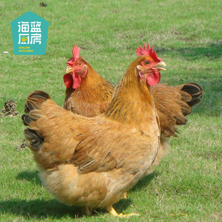 海南文昌鸡正宗新鲜散养土鸡母鸡2斤/只整鸡走地白切鸡肉