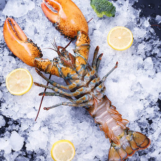 YOUDAO 优到 超大波士顿龙虾鲜冻进口加拿大波龙虾非鲜活 海鲜礼盒送礼 1-1.2斤