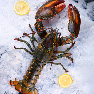 YOUDAO 优到 超大波士顿龙虾鲜冻进口加拿大波龙虾非鲜活 海鲜礼盒送礼 1-1.2斤