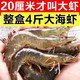 美萍 盐冻虾整盒4斤18至20厘米青岛特大虾海捕鲜活速冻