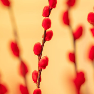 REFLOWER 花点时间 兔好运银芽柳 30枝