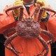 星河湾 帝王蟹礼盒鲜活生冻大螃蟹5.0-5.4斤/只年货礼品海鲜礼盒