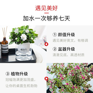 红豆绿植水培植物办公室内花卉绿植盆栽花盆景栀子花吊兰客厅绿萝文竹卧室客厅发财树桌面绿植 +喷壶