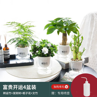 红豆绿植水培植物办公室内花卉绿植盆栽花盆景栀子花吊兰客厅绿萝文竹卧室客厅发财树桌面绿植 +喷壶