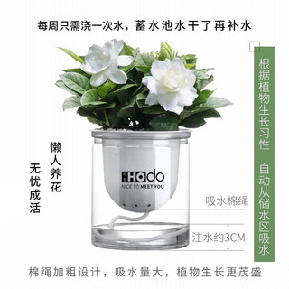 红豆绿植水培植物办公室内花卉绿植盆栽花盆景栀子花吊兰客厅绿萝文竹卧室客厅发财树桌面绿植 +喷壶