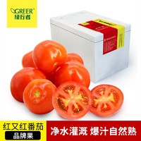GREER 绿行者 红又红番茄品牌果5斤单果100g起现摘现发硬粉西红柿