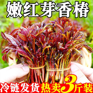 千园九味新鲜头茬红香椿芽陕西野菜红油香椿叶蔬菜 500g家庭品鲜装