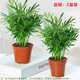 室内盆栽 大型绿植散尾葵 20-25cm高+生根粉 含盆