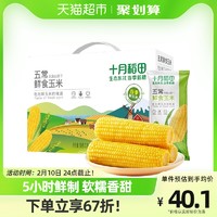十月稻田 五常鲜食玉米