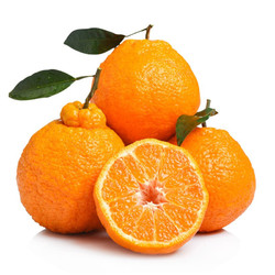 [一贤生鲜]四川不知火柑橘 净重5斤 中果70-80mm 箱装 丑橘 橘子 新鲜水果 西沛
