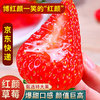 京果甜99红颜奶油草莓 新鲜水果甄选大果净重2.8-3斤装