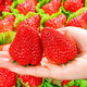 落沙园红颜奶油草莓大凉山新鲜水果甜草莓时令 精选5斤装