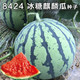 四季种植 冰糖麒麟王西瓜种子 约50粒