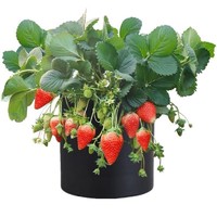 鲜木 奶油草莓苗 2盆 带原盆土