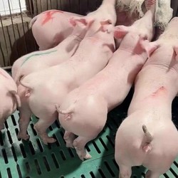 新美系二元母猪原种长白小母猪