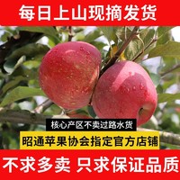 昭通苹果 云南昭通野生丑苹果9斤（85mm左右） 冰糖心稀有水果礼盒整箱